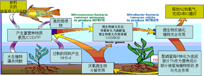 水體富營養(yǎng)化